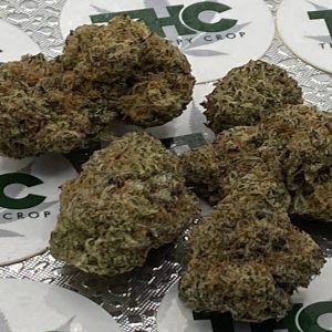 Guava Frosting Auto Flower
