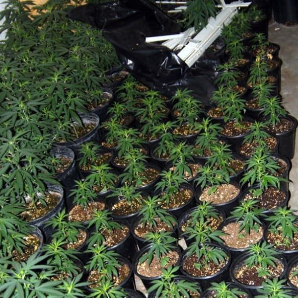 abono-de-la-planta-de-marihuana abono-de-la-planta-de-marihuana